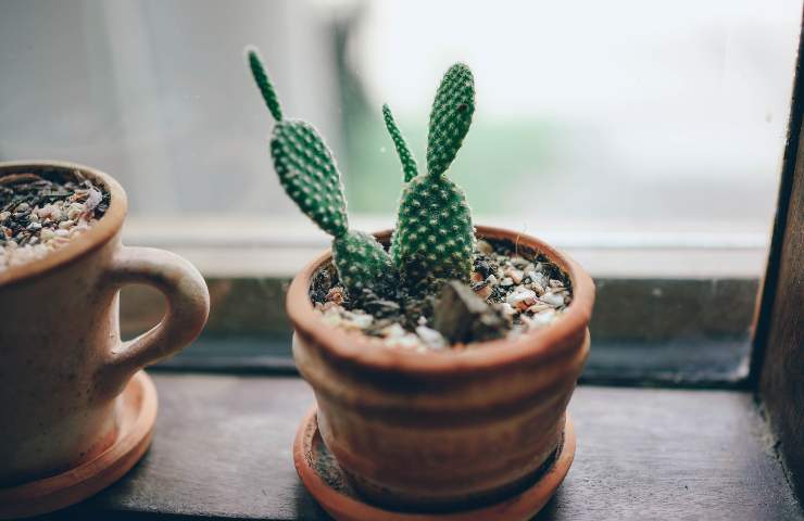 come proteggere i cactus dall'inverno