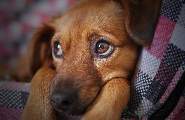 cane alimento tossico