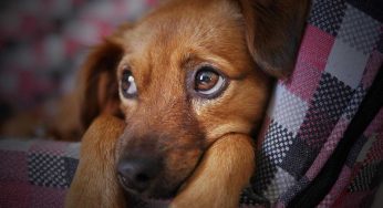 Questo è tossico per i cani: l’abbiamo spesso a casa
