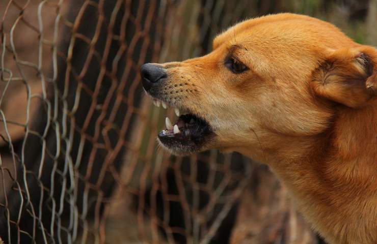 morso cane sanzioni padrone