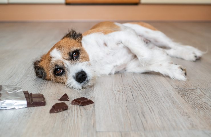 cane cioccolato pericoloso
