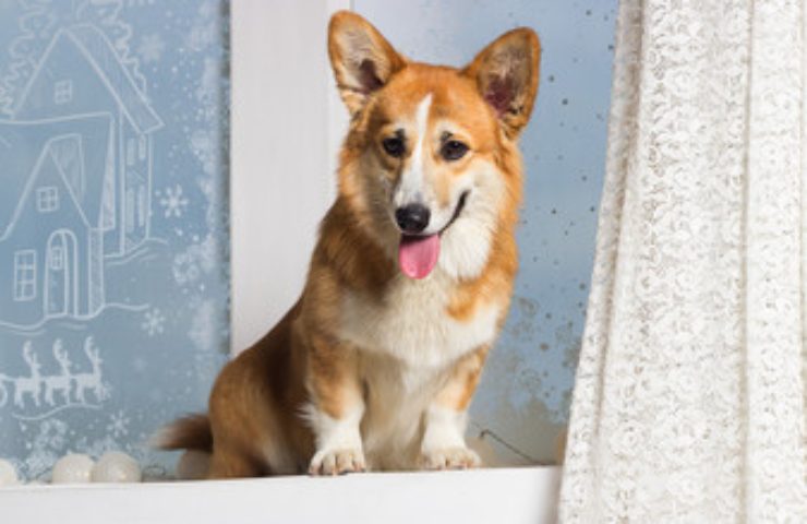 cane razza corgi amato da elisabetta