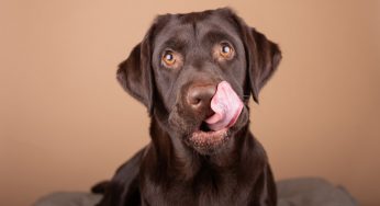 Cane da portare subito in clinica se mangia questo