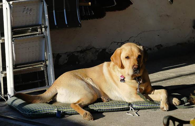 cane in garage quando è reato