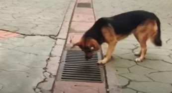 Fogne, il cane lancia l’allarme: cosa hanno trovato i pompieri | Video