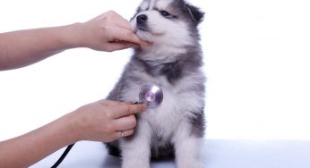 Cane che tossisce dopo aver bevuto: da cosa può dipendere