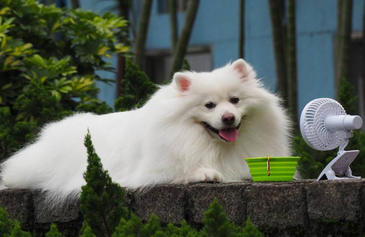 ventilatori pericolosi cani gatti