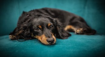 Come capire e cosa fare se il cane ha un blocco intestinale