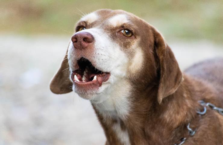 cane abbaia cosa significa