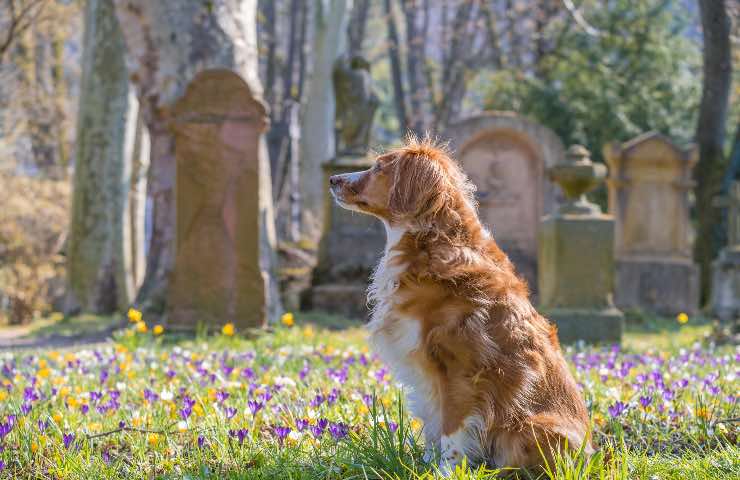 cane scava tomba cosa trova video