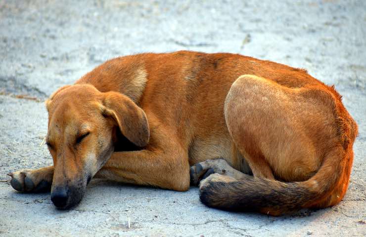 cani sanno tornare casa da soli