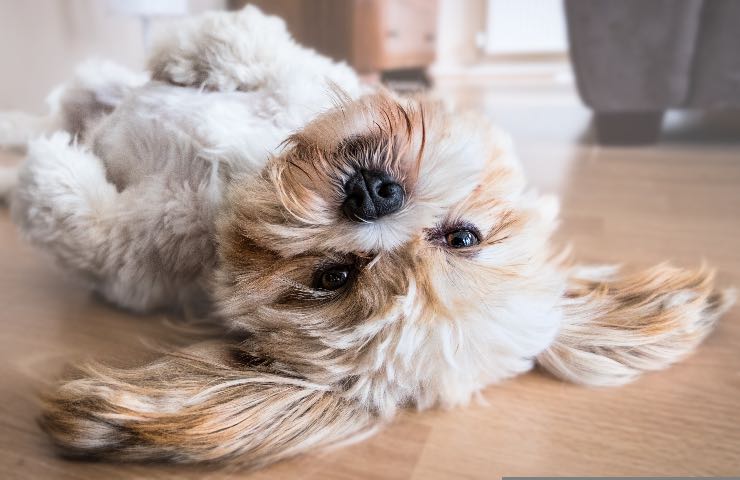 cani soffrono temperatura casa 19 gradi