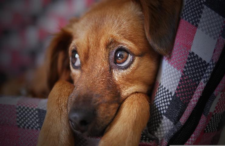 cani soffrono temperatura casa 19 gradi