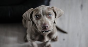 Il cane può mangiare la pera? La risposta ufficiale