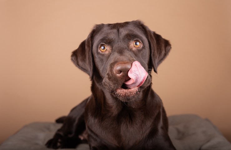 cane cioccolato pericoloso