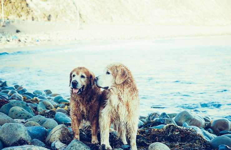 nomi divertenti originali coppia di cani