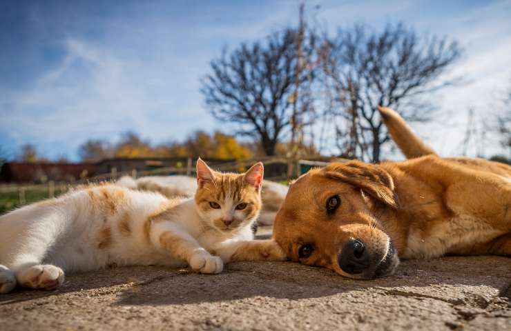 cani razze che vanno d'accordo con i gatti