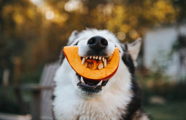 cane come preparare le verdure per il pasto