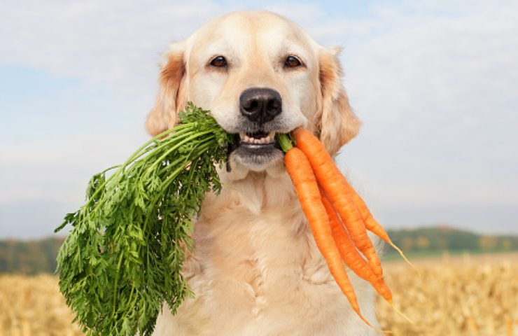 cane come preparare le verdure per il pasto