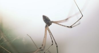 Perché trovare ragni in casa è in realtà una buona notizia