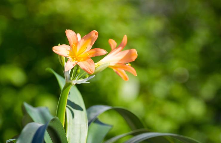 clivia questa pianta nasconde un'insidia