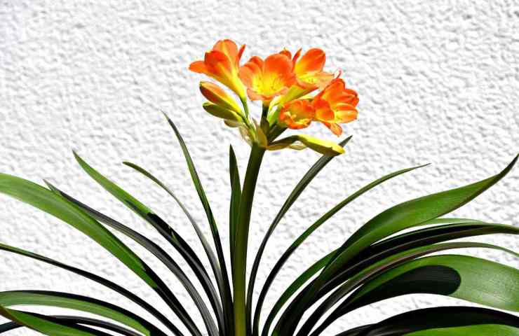 clivia questa pianta nasconde un'insidia