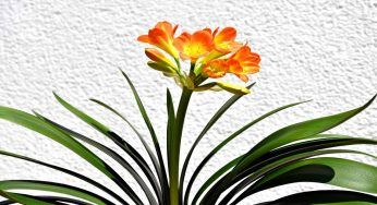 Clivia: la pianta trae in inganno
