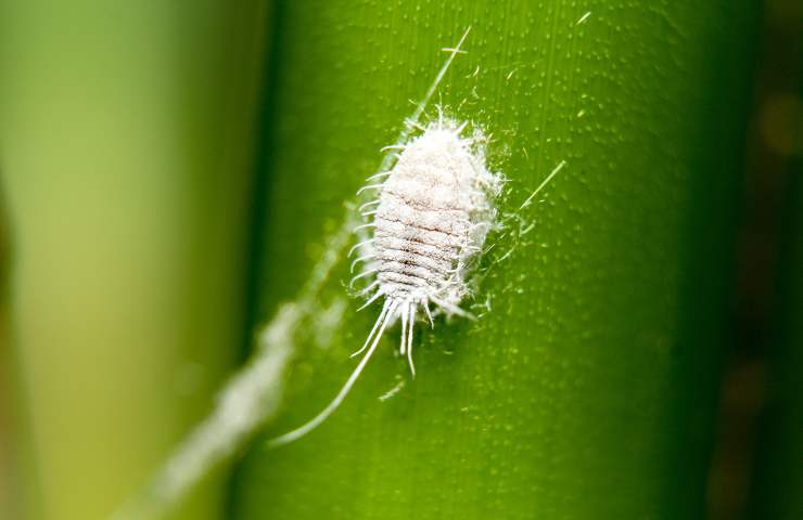 Cocciniglia: come sconfiggere il flagello delle piante