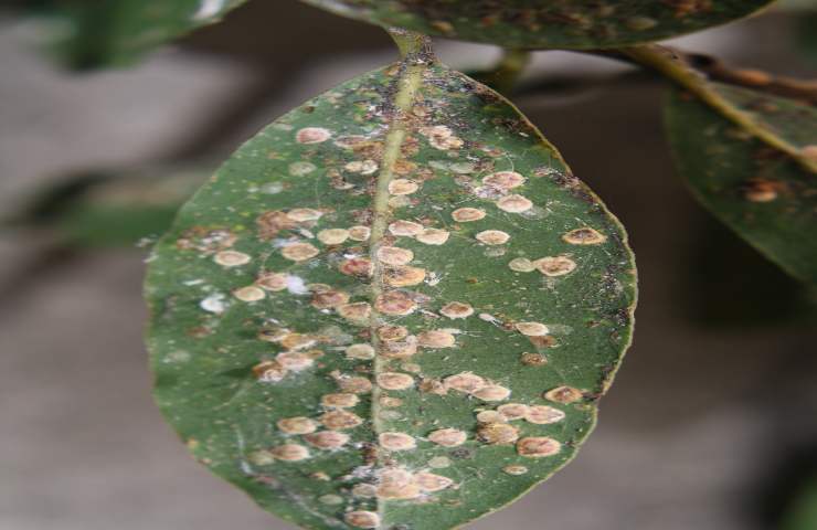 Cocciniglia: come sconfiggere il flagello delle piante