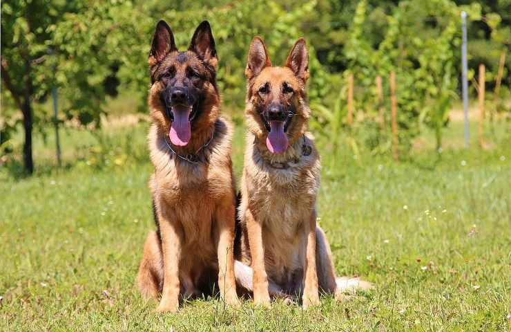 nomi divertenti originali coppia di cani