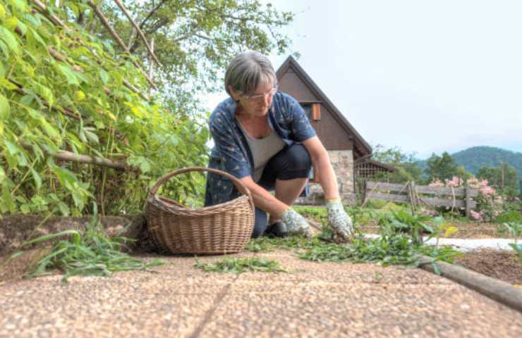 togliere erbacce giardino