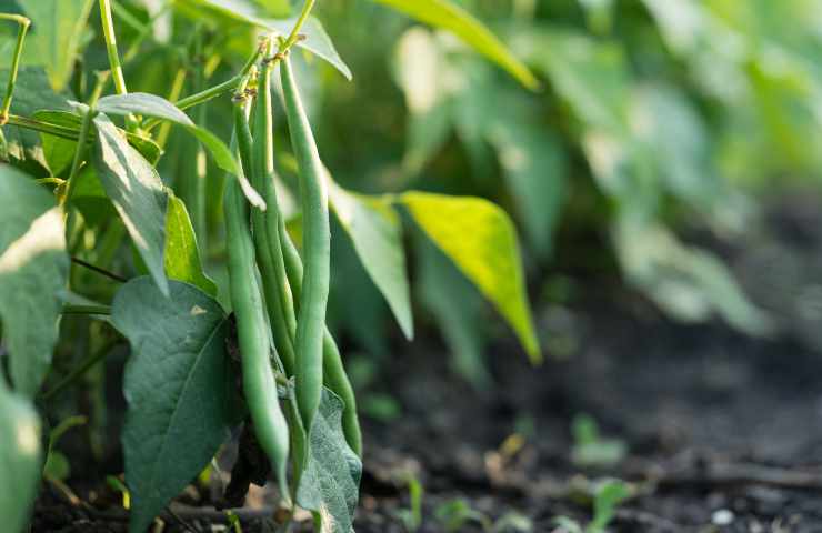 questo legume è estremamente dietetico