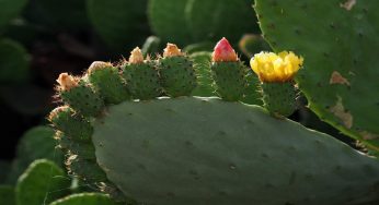 Le “pale” di questa pianta sono le più conosciute: ecco perchè