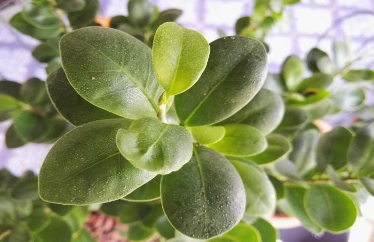 tre specie di bonsai tra le più amate