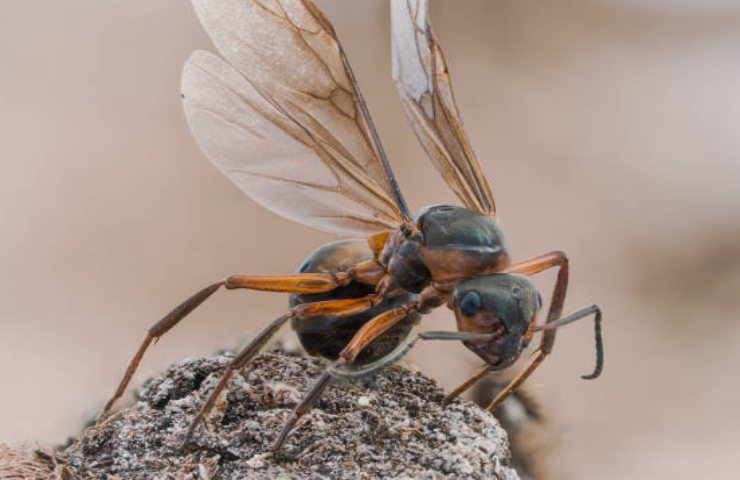 longevità formiche regina