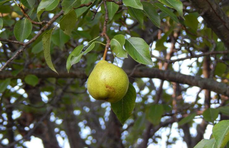 frutta più piccola siccità