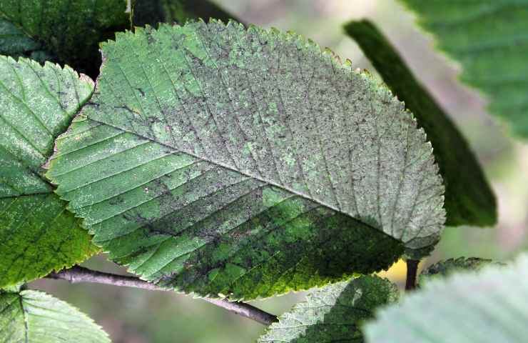 malattie comuni delle piante