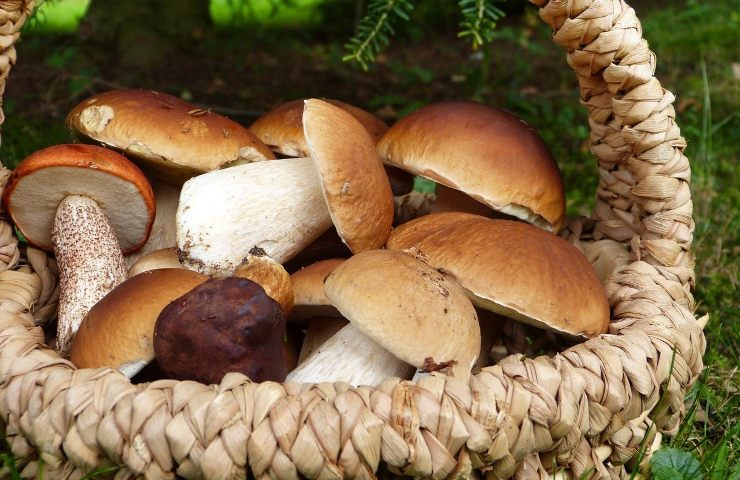 conservare i funghi porcini dopo averli cotti