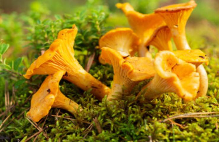 funghi e biodiversità