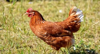 Le galline vanno matte per questo cibo ma va dosato