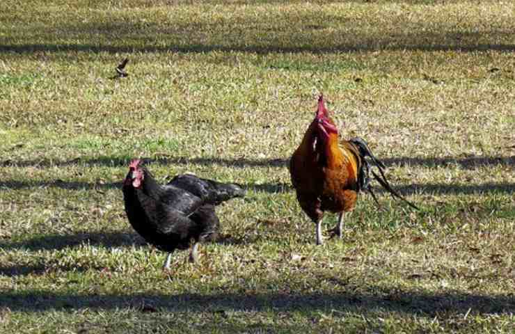 galline possono mangiare la pasta