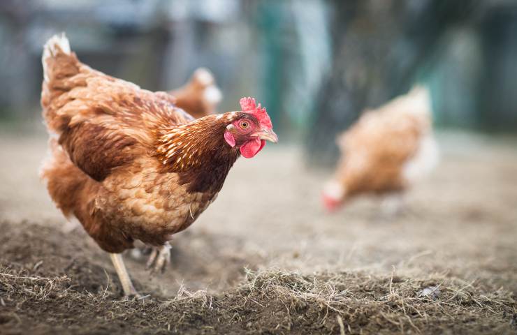 galline possono mangiare la pasta