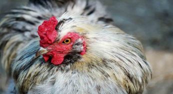 Tra cadaveri e sporcizia, inchiesta choc: cosa subiscono le galline