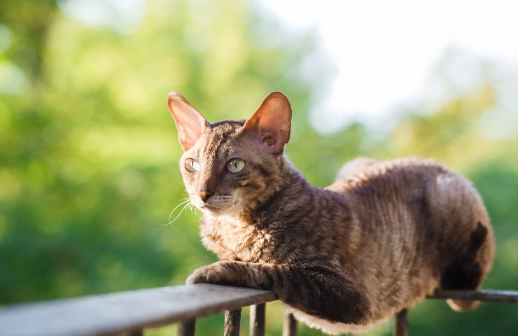 Gatti in balcone pericolo