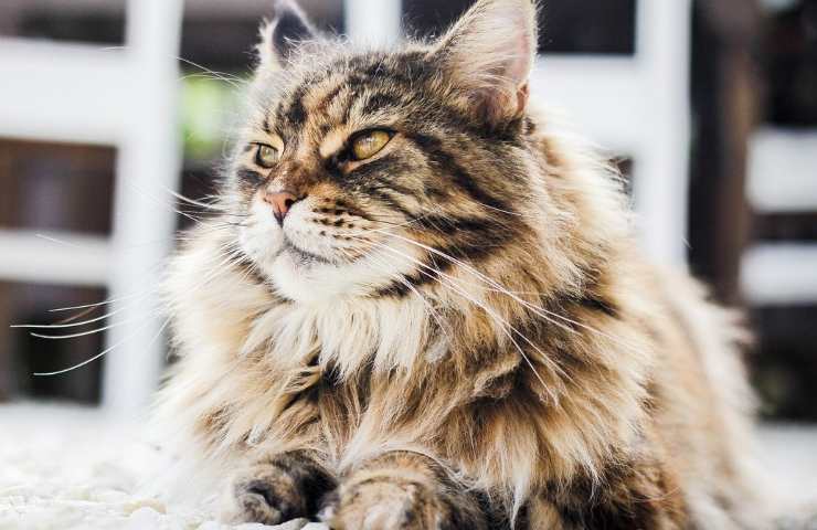 quanto costa un gatto persiano