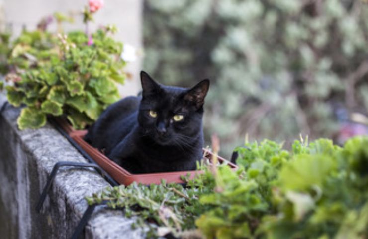 Gatti in balcone pericolo