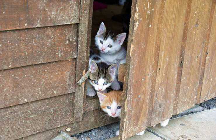 Gatto in cantina cosa significa