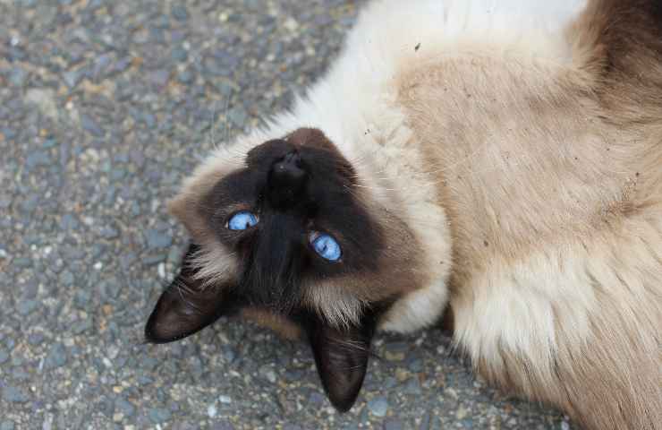 Gatto himalayano