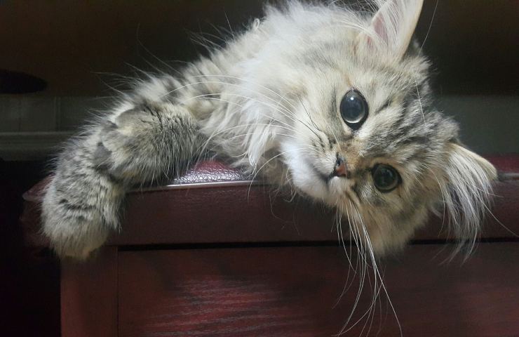 perchè il gatto persiano è adatto ai bambini