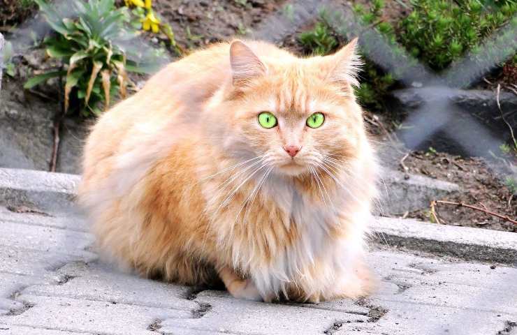 quanto costa un gatto persiano